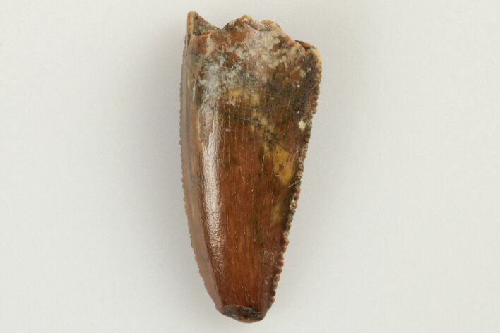 Serrated, Raptor Tooth - Feeding Worn Tip #193054